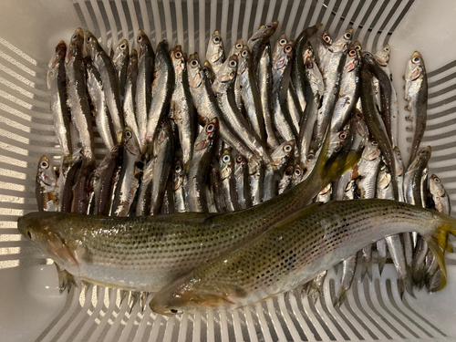 カタクチイワシの釣果