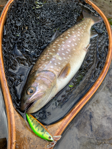 アメマスの釣果