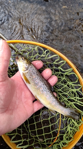 ブラウントラウトの釣果