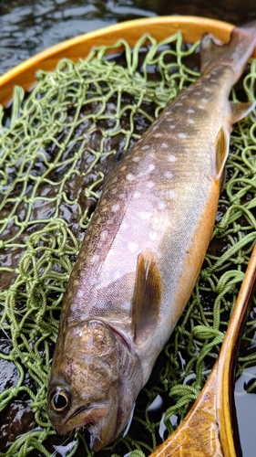 イワナの釣果