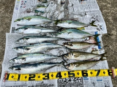 イナダの釣果