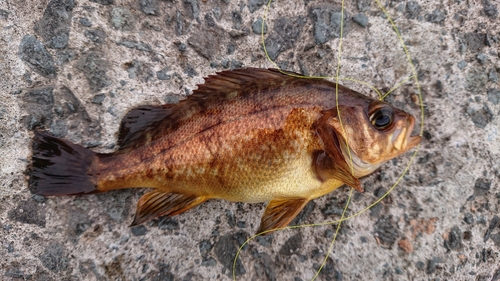 メバルの釣果