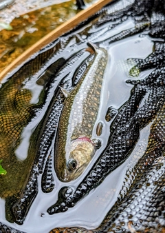 イワナの釣果