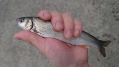 マルタウグイの釣果