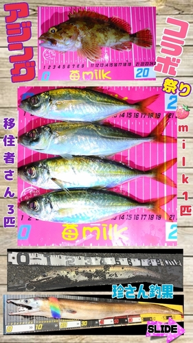 アジの釣果