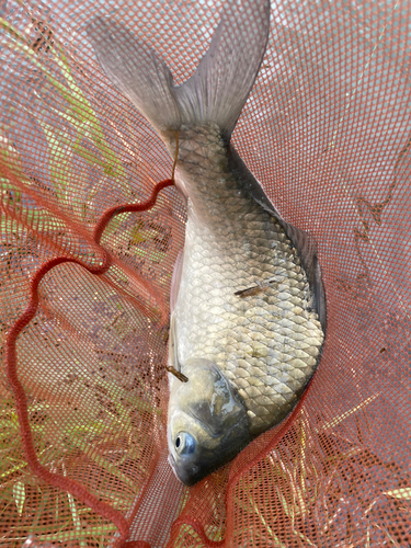 ヘラブナの釣果