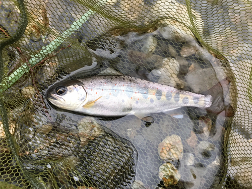 アマゴの釣果