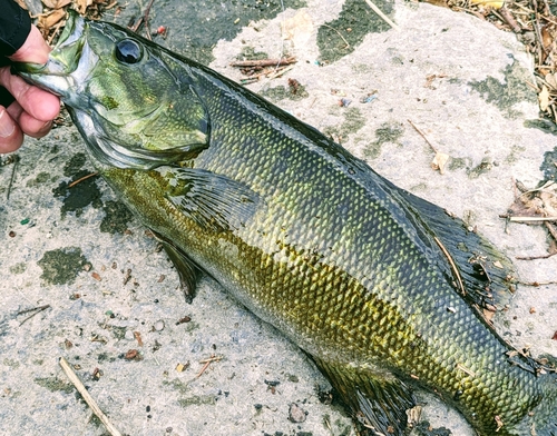 スモールマウスバスの釣果