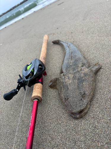 マゴチの釣果