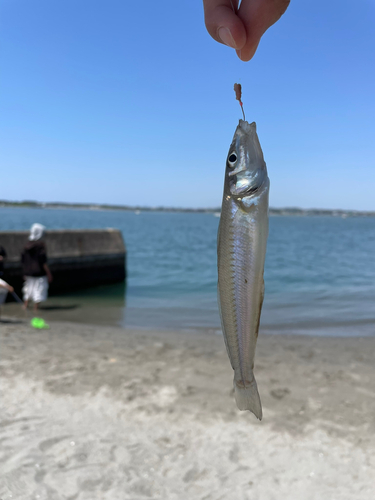 キスの釣果