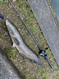 ライギョの釣果