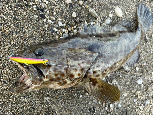 チャイロマルハタの釣果