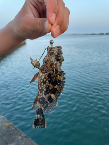 ガシラの釣果