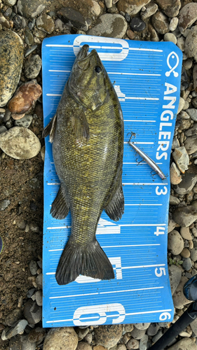 スモールマウスバスの釣果