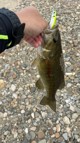 スモールマウスバスの釣果