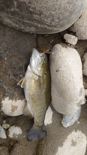 スモールマウスバスの釣果