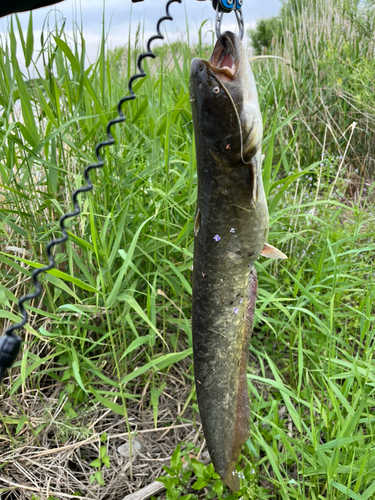 ナマズの釣果