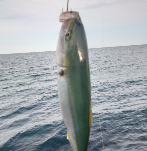 イナダの釣果