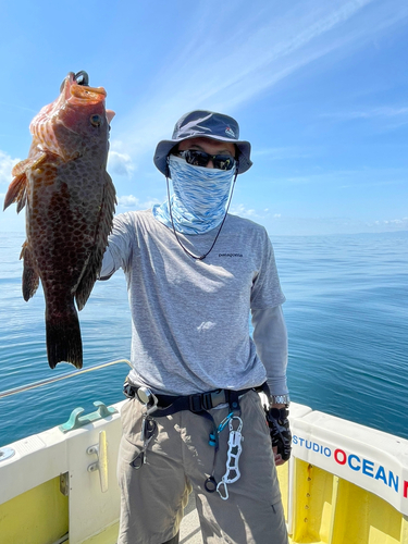 オオモンハタの釣果