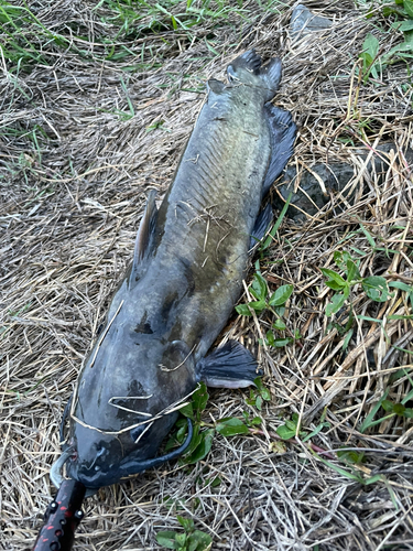 ナマズの釣果