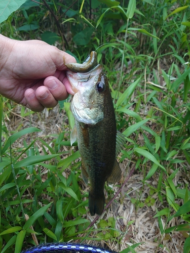 ブラックバスの釣果