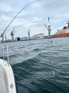 イワシの釣果