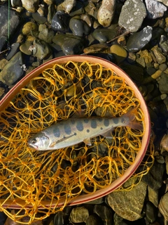 ヤマメの釣果