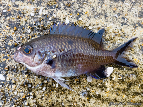 スズメダイの釣果