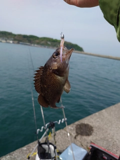 エゾメバルの釣果