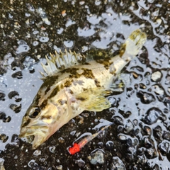 タケノコメバルの釣果