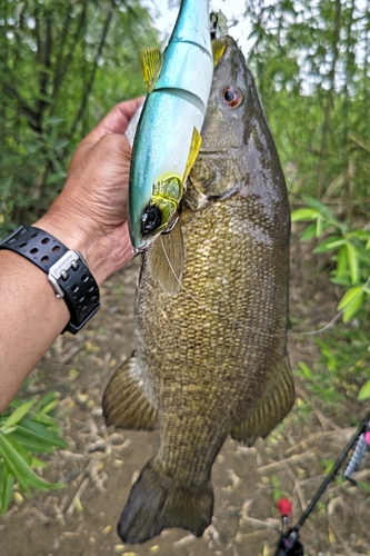 スモールマウスバスの釣果