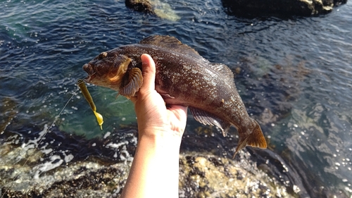 アイナメの釣果