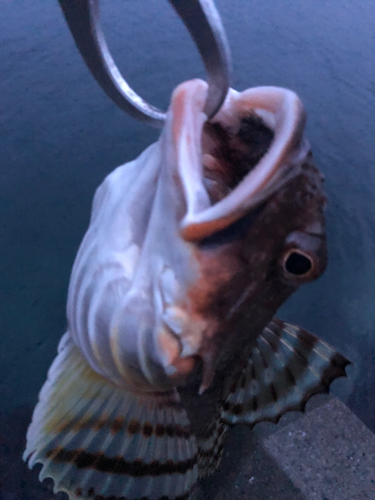 ツマグロカジカの釣果