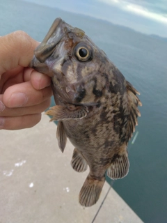 クロソイの釣果