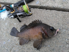 クロメバルの釣果