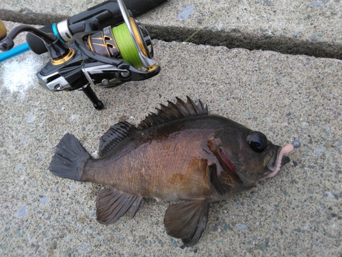 クロメバルの釣果