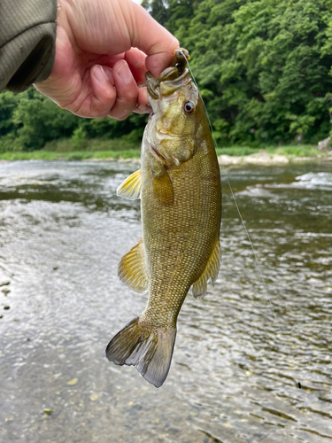 スモールマウスバスの釣果