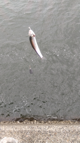 カタクチイワシの釣果