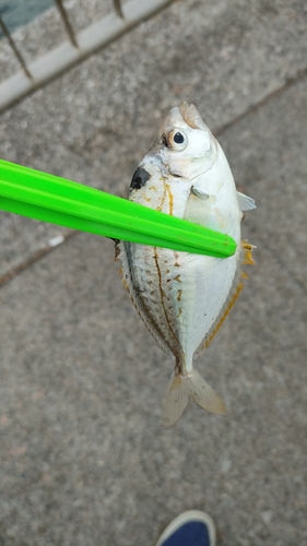 ヒイラギの釣果