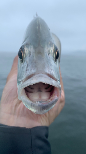 ロウニンアジの釣果