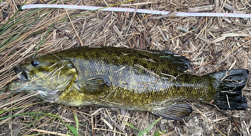 スモールマウスバスの釣果