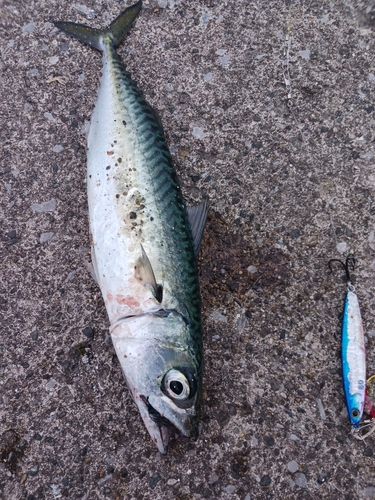 サバの釣果