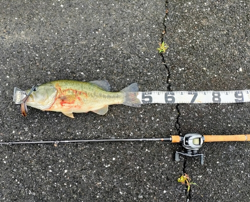 ブラックバスの釣果