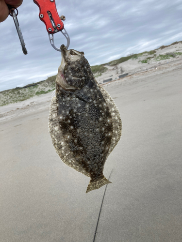 ソゲの釣果