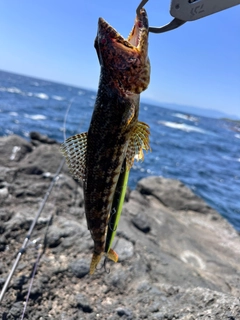 エソの釣果