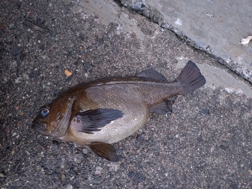 エゾメバルの釣果