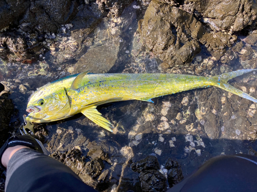 シイラの釣果