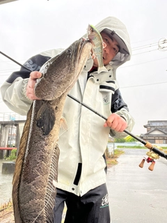 ライギョの釣果