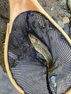 イワナの釣果