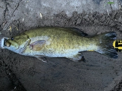 スモールマウスバスの釣果